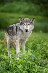 Naklejka na ściany i meble Grey Wolf (Canis lupus) Stands in Grass