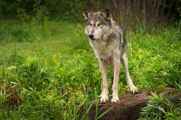 Naklejka na ściany i meble Grey Wolf (Canis lupus) Alert Atop Rock