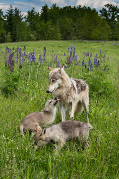 Grey Wolf (Canis lupus) Yearing and Two Pups