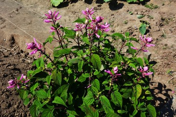 ローズリーフセージ