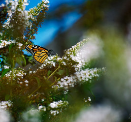 ButterFly Depth