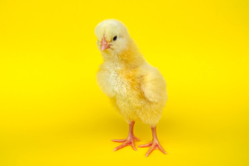 yellow chick studio portrait baby hen standing agriculture livestock