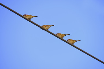 The sparrow on the wire