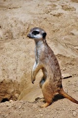Fototapeta premium Erdmännchen. Kölner Zoo.