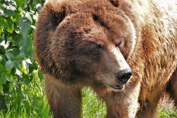 Obraz premium Bär. Kölner Zoo.