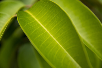 Green fresh plants grass closeup for background