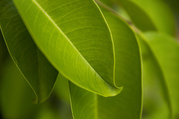 Green fresh plants grass closeup for background