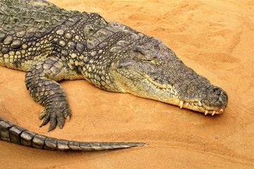 Krokodil. Kölner Zoo.