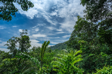 Obraz premium Unaffected jungle on a Malaysian Island, Tioman