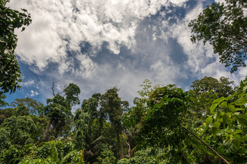 View through the tropical tree tops to the slightly cloudy sky