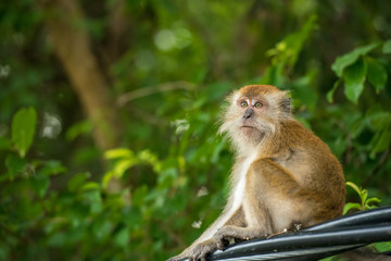 Long-tailed macaque on an overland cable in the jungle