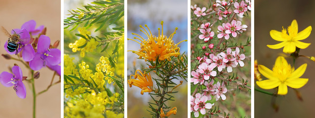 Panoramic set of Australian wildflowers © sherjaca