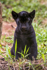 Baby black Jaguar © Leonardo