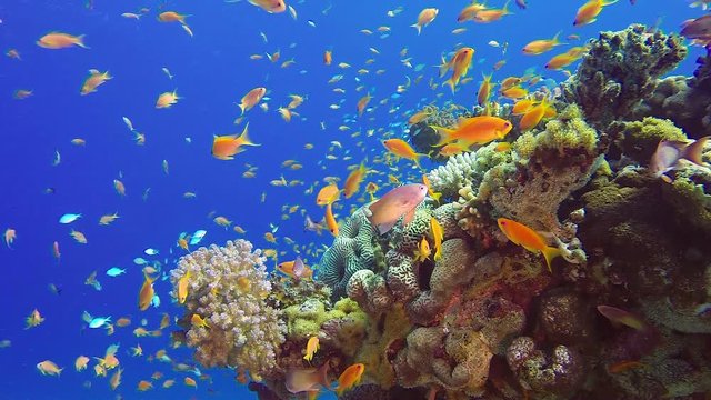 Underwater Colorful Tropical Fish. Picture of a wonderful and beautiful underwater colorful fishes blue-green chromis, scalefin anthias fish and corals in the tropical reef of the Red Sea, Dahab, Egyp