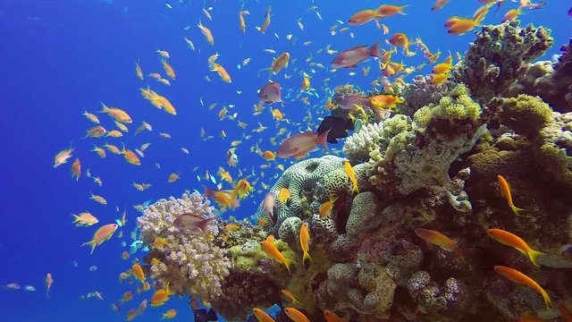 Beautiful Tropical Coral Garden. Picture of a wonderful and beautiful underwater colorful fishes blue-green chromis, scalefin anthias fish and corals in the tropical reef of the Red Sea, Dahab, Egypt.