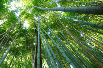 Obraz na płótnie Canvas Arashiyama Bamboo Grove Looking Up, Kyoto, Japan.