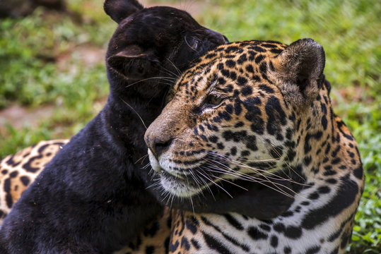 Jaguar Cub Images – Browse 4,332 Stock Photos, Vectors, and Video | Adobe  Stock
