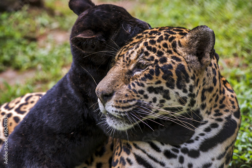 Mom Jaguar And Black Cub Stock Photo And Royalty Free