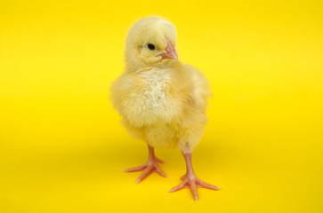 baby hen chick on yellow background studio portrait farming agriculture