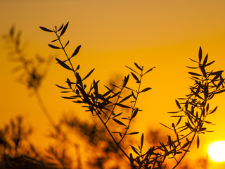 Silhouette of olive tree at sunset with orange sky in Spain