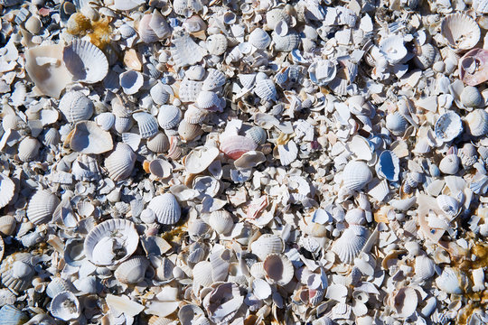 group of white sea shells on beach