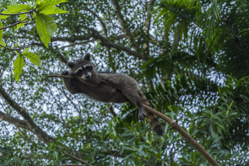 Raccoon Relaxing on a Tree Branch in Costa Rica