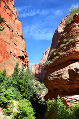 The canyon walls on Taylor Creek hike in Zion National Park
