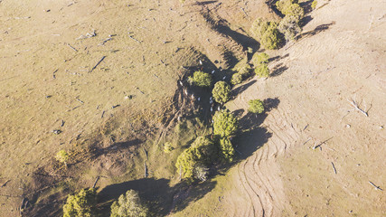 Cows on the farm during the day