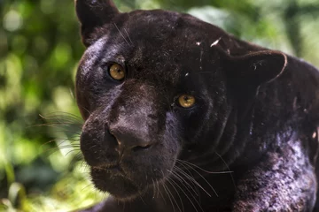 Tuinposter zwarte jaguar © Leonardo