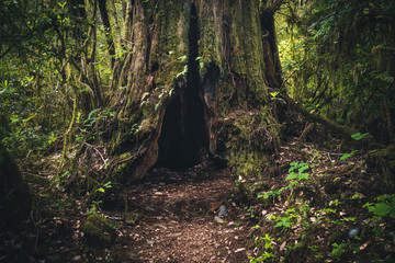 Forest trail leading to an old tree trunk.