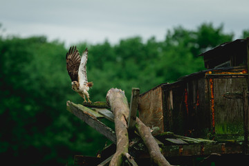 A hawk jumps off a tree stand with trees in the background and begins to fly, Marshfield, Wisconsin. 