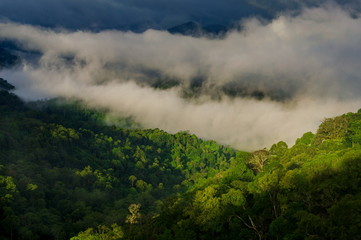 Fototapeta na wymiar Tropical forest after rain