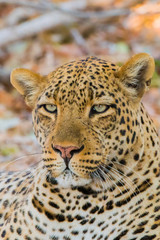 leopard - head shot close up