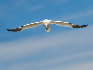 Northern Gannet in Flight Against Blue Sky