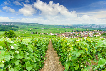 Fototapeta na wymiar Scenic landscape in the Champagne, Vineyards in the Montagne de Reims, France