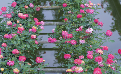 Fototapeta na wymiar Rose garden is cultivated by hydroponic method in the Mekong Delta