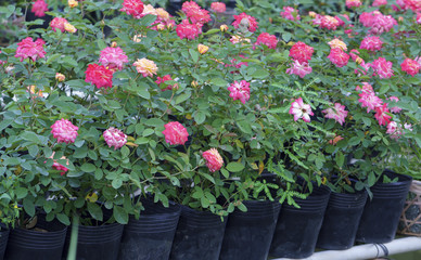 Rose garden is cultivated by hydroponic method in the Mekong Delta