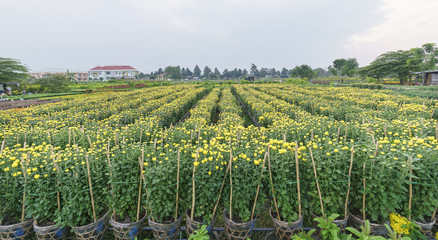 Chrysanthemum field in the harvest with thousands of yellow flowers hatched in beautiful spring weather