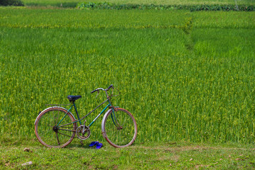Fototapeta premium The bicycle and the rice field