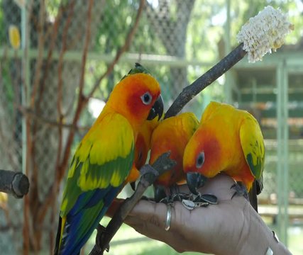 cute Sun Conure parrot birds on the tree branch
