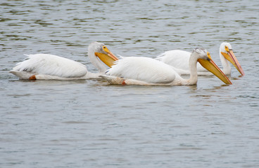 Pelican Swimming