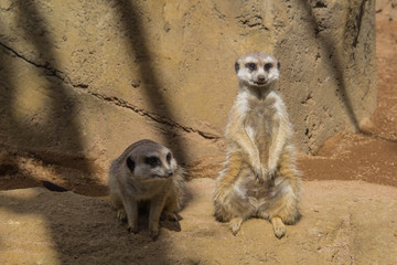 Fototapeta premium Meerkats