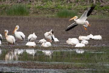 Group of Wild Pelicans