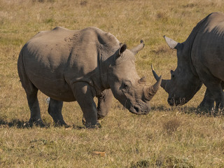 Fototapeta premium Two Rhinos in Pilanesberg NP