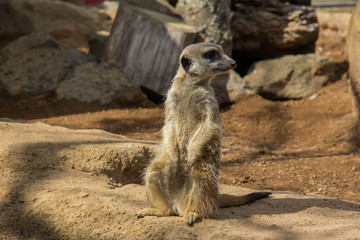 Meerkat