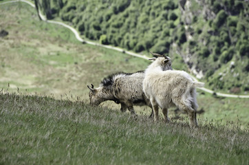 Obraz na płótnie Canvas Mountain Goats
