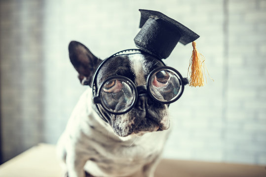 Portrait Of Dog With Student Cap