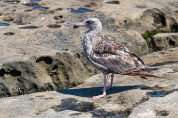 A Western gull (Larus occidentalis) with first-summer plumage at on natural rock formations at La Jolla Cove in San Diego County.  