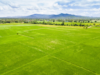 Rice paddy in Thailand