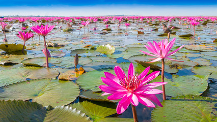 Fototapety  Red Lotus Lake - Udon Thani